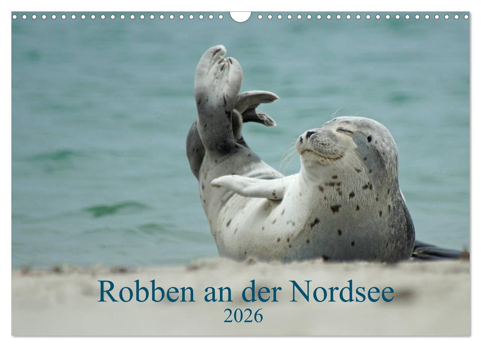Robben an der Nordsee (CALVENDO Wandkalender 2026)