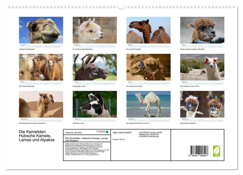 Die Kameliden. Hübsche Kamele, Lamas und Alpakas (CALVENDO Premium Wandkalender 2026)