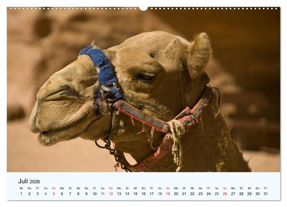 Die Kameliden. Hübsche Kamele, Lamas und Alpakas (CALVENDO Premium Wandkalender 2026)
