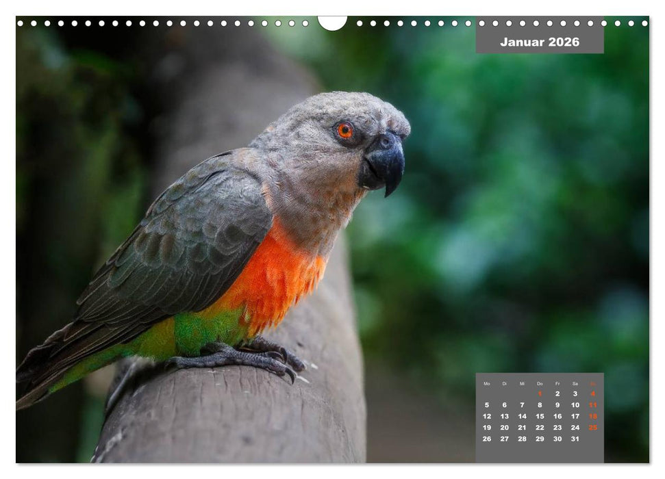 Papageien - Frech, schön und schlau (CALVENDO Wandkalender 2026)