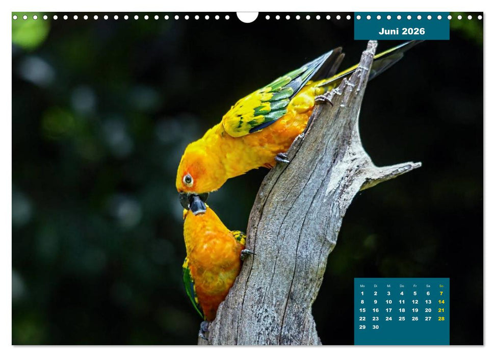 Papageien - Frech, schön und schlau (CALVENDO Wandkalender 2026)