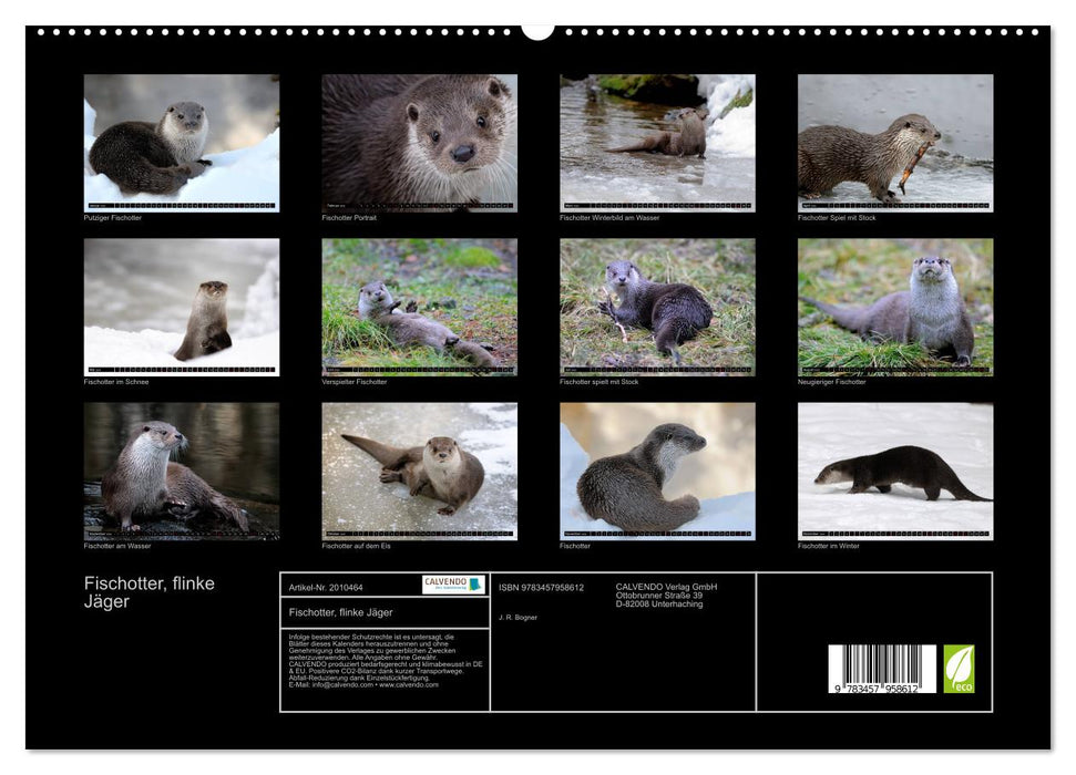 Fischotter, flinke Jäger (CALVENDO Premium Wandkalender 2026)