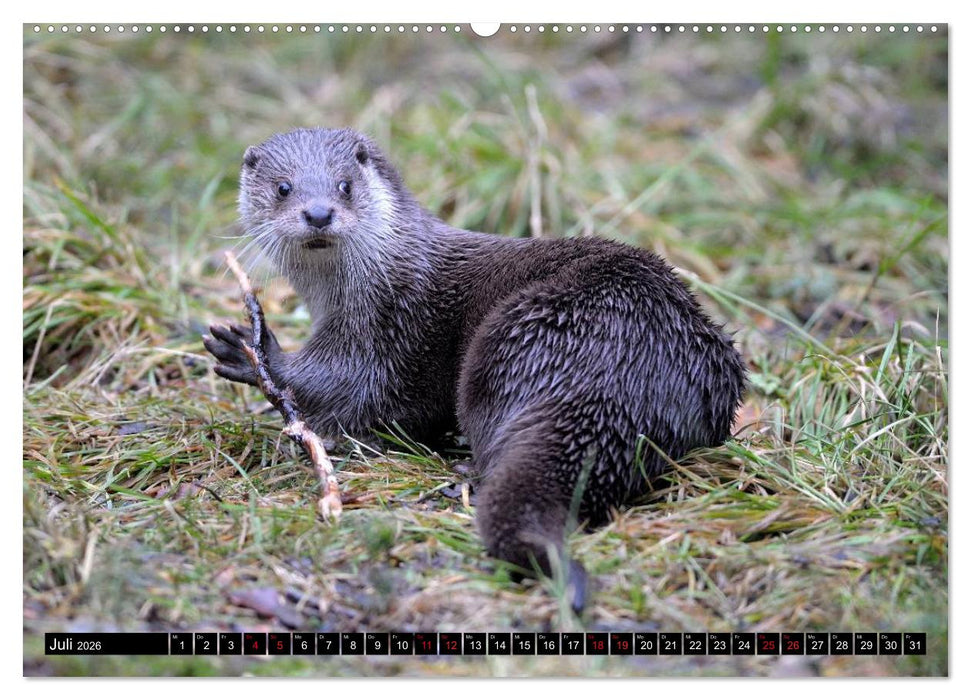 Fischotter, flinke Jäger (CALVENDO Premium Wandkalender 2026)