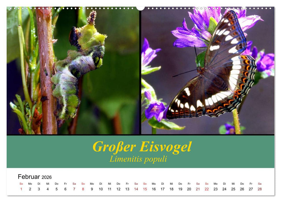 Zwei Leben, Raupe und Schmetterling (CALVENDO Wandkalender 2026)