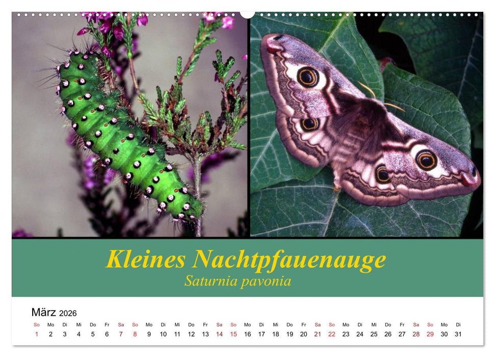 Zwei Leben, Raupe und Schmetterling (CALVENDO Wandkalender 2026)