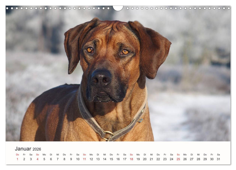 Rhodesian Ridgeback Schönheit aus Afrika (CALVENDO Wandkalender 2026)