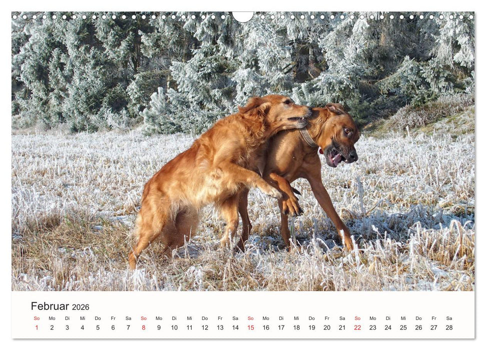 Rhodesian Ridgeback Schönheit aus Afrika (CALVENDO Wandkalender 2026)