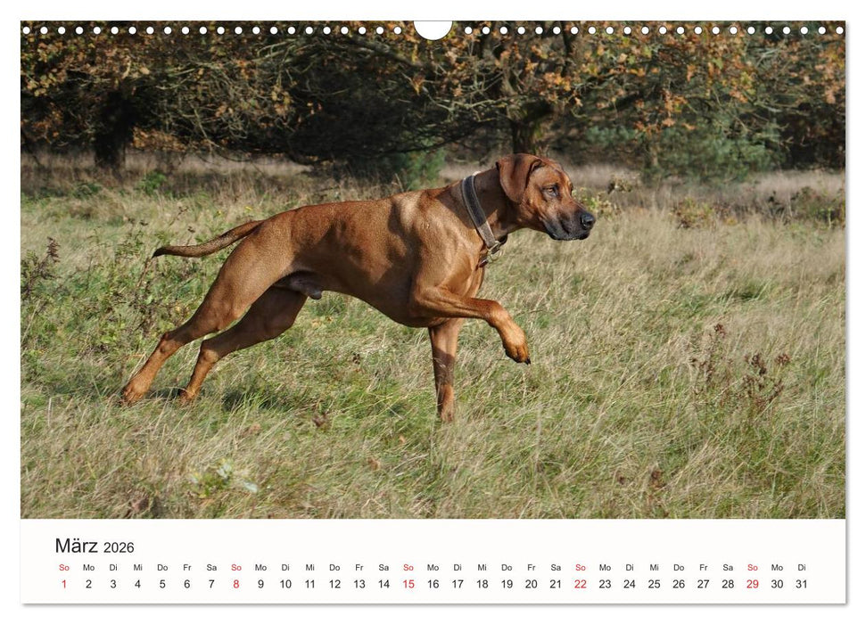 Rhodesian Ridgeback Schönheit aus Afrika (CALVENDO Wandkalender 2026)