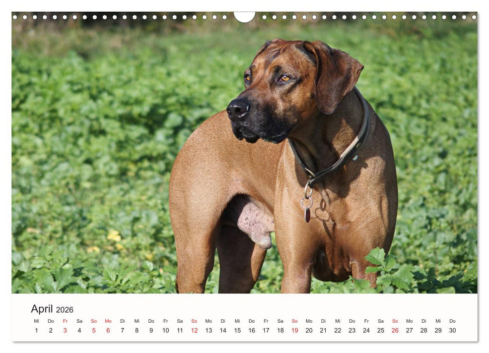 Rhodesian Ridgeback Schönheit aus Afrika (CALVENDO Wandkalender 2026)