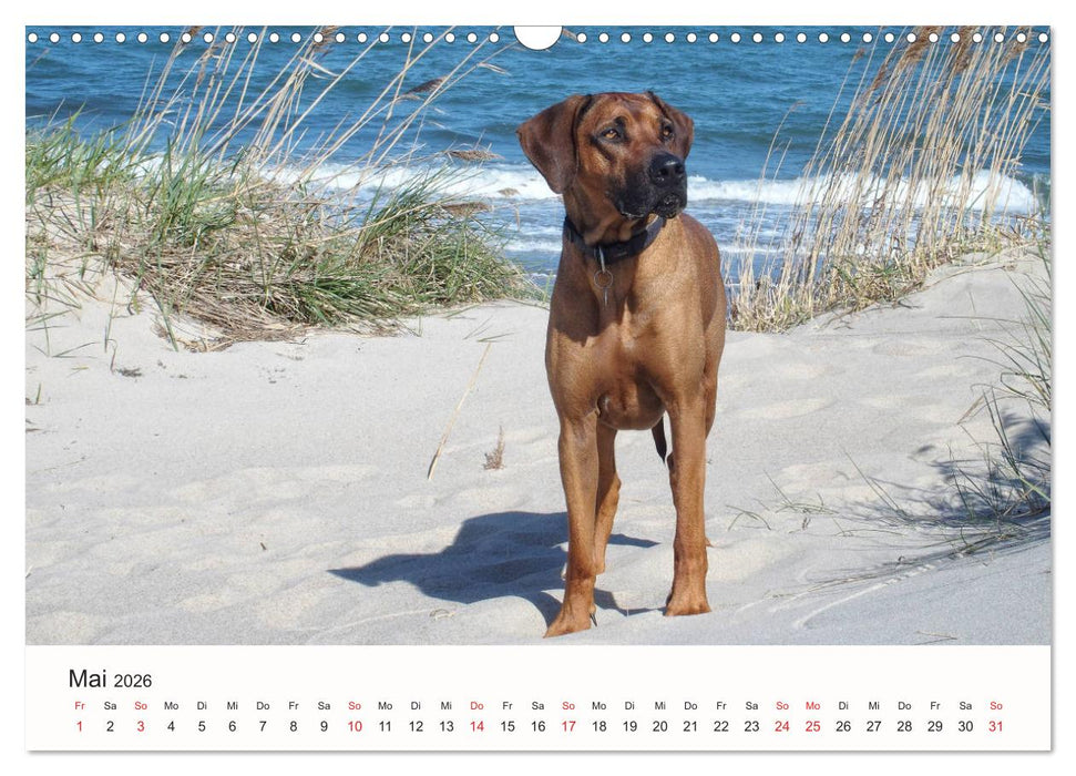 Rhodesian Ridgeback Schönheit aus Afrika (CALVENDO Wandkalender 2026)