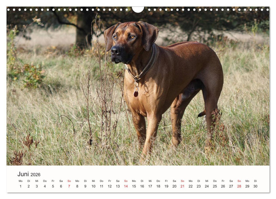 Rhodesian Ridgeback Schönheit aus Afrika (CALVENDO Wandkalender 2026)