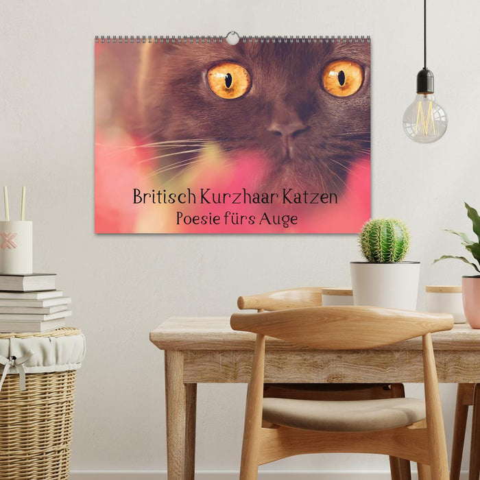 Britisch Kurzhaar Katzen - Poesie fürs Auge (CALVENDO Wandkalender 2026)