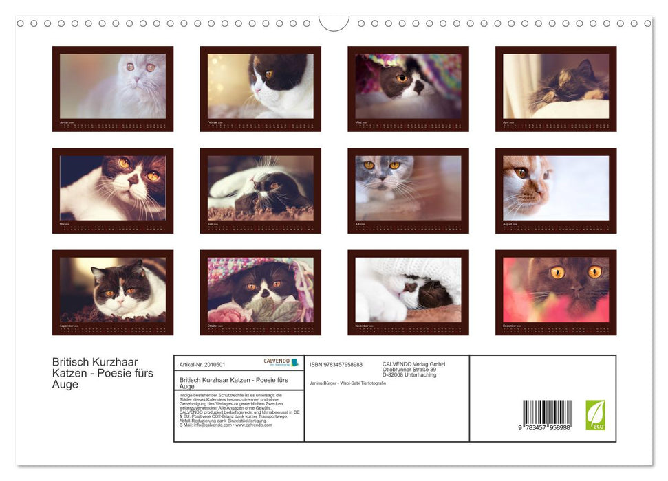 Britisch Kurzhaar Katzen - Poesie fürs Auge (CALVENDO Wandkalender 2026)