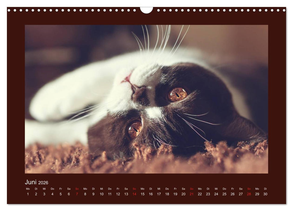 Britisch Kurzhaar Katzen - Poesie fürs Auge (CALVENDO Wandkalender 2026)