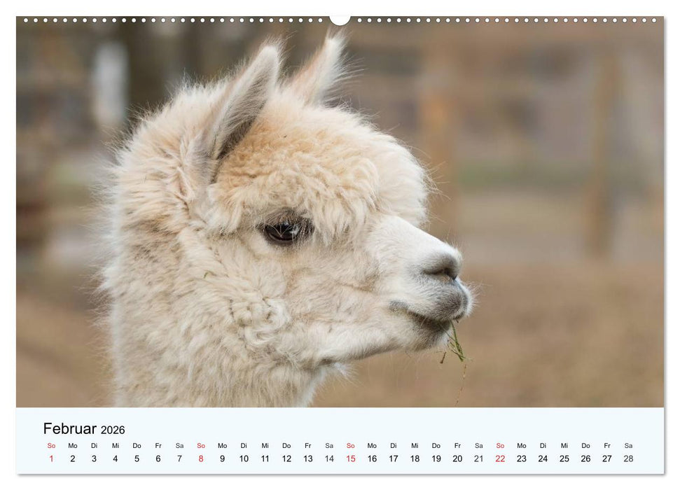 Die Kameliden. Hübsche Kamele, Lamas und Alpakas (CALVENDO Wandkalender 2026)