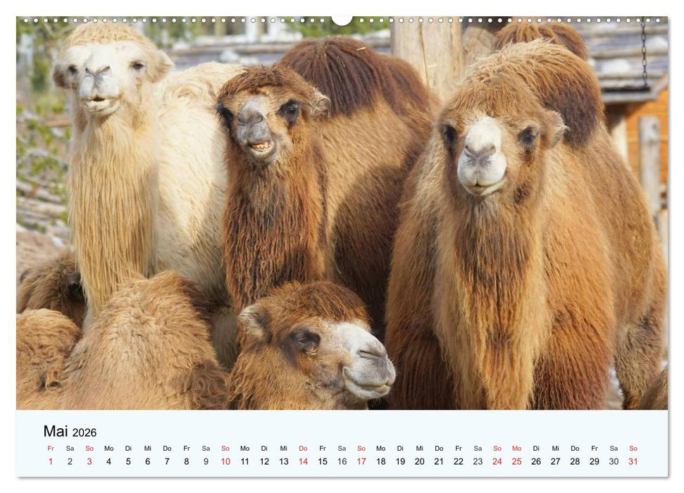 Die Kameliden. Hübsche Kamele, Lamas und Alpakas (CALVENDO Wandkalender 2026)