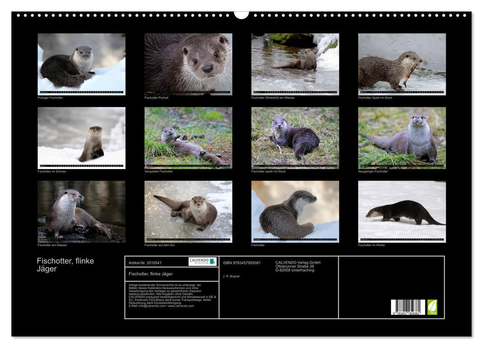 Fischotter, flinke Jäger (CALVENDO Wandkalender 2026)