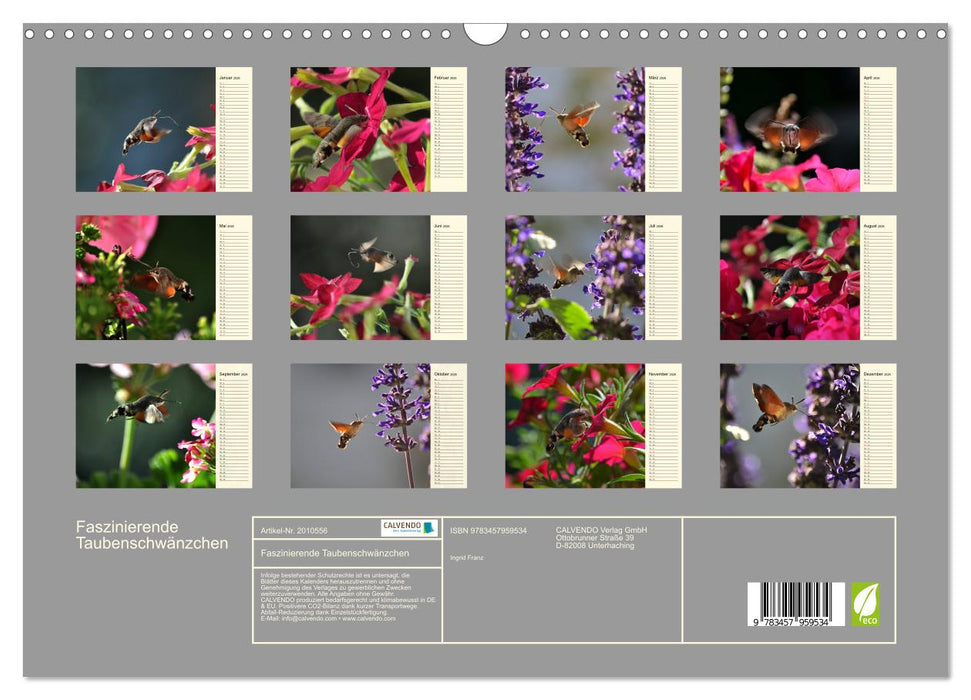 Faszinierende Taubenschwänzchen (CALVENDO Wandkalender 2026)