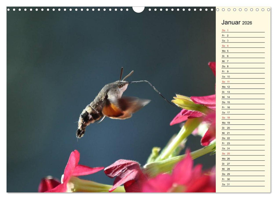 Faszinierende Taubenschwänzchen (CALVENDO Wandkalender 2026)