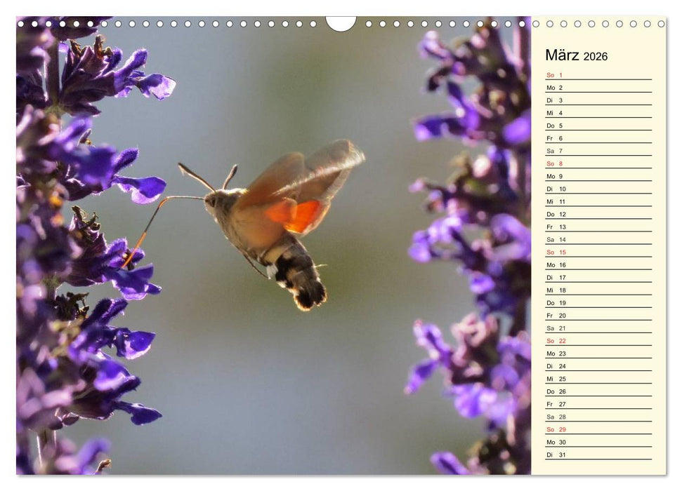 Faszinierende Taubenschwänzchen (CALVENDO Wandkalender 2026)