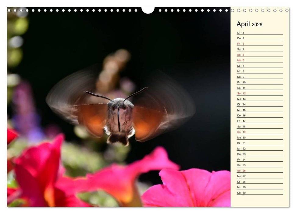 Faszinierende Taubenschwänzchen (CALVENDO Wandkalender 2026)