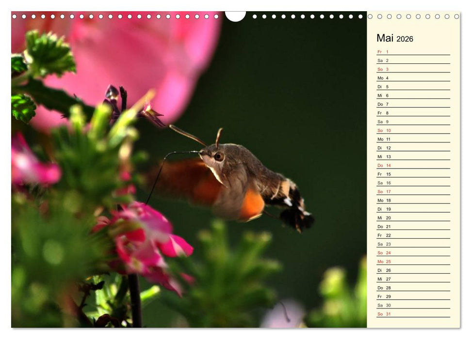 Faszinierende Taubenschwänzchen (CALVENDO Wandkalender 2026)