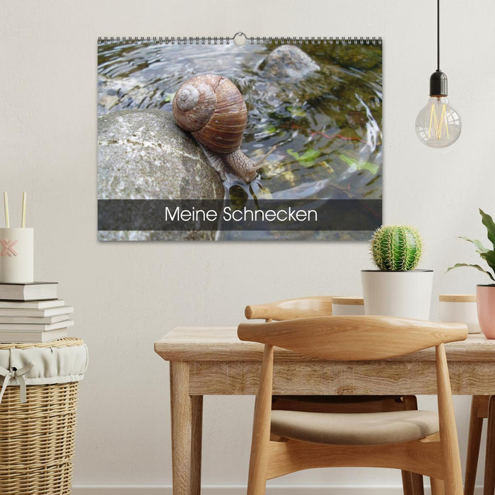 Meine Schnecken (CALVENDO Wandkalender 2026)