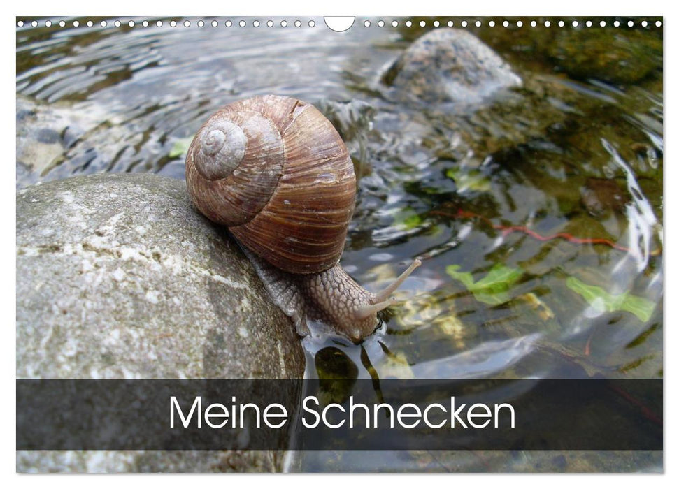 Meine Schnecken (CALVENDO Wandkalender 2026)