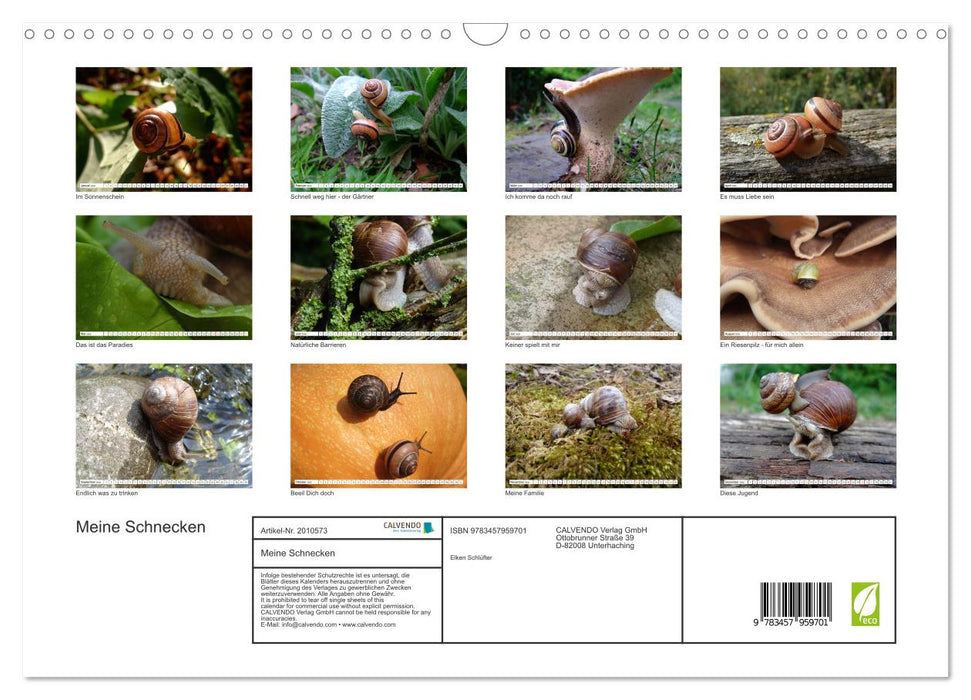 Meine Schnecken (CALVENDO Wandkalender 2026)