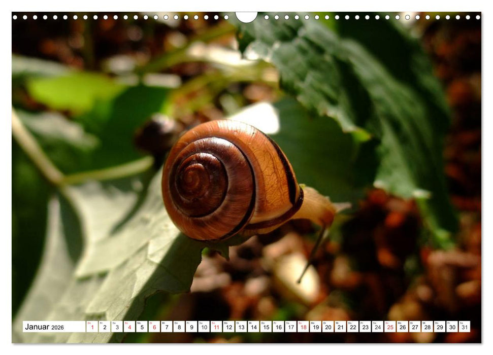 Meine Schnecken (CALVENDO Wandkalender 2026)