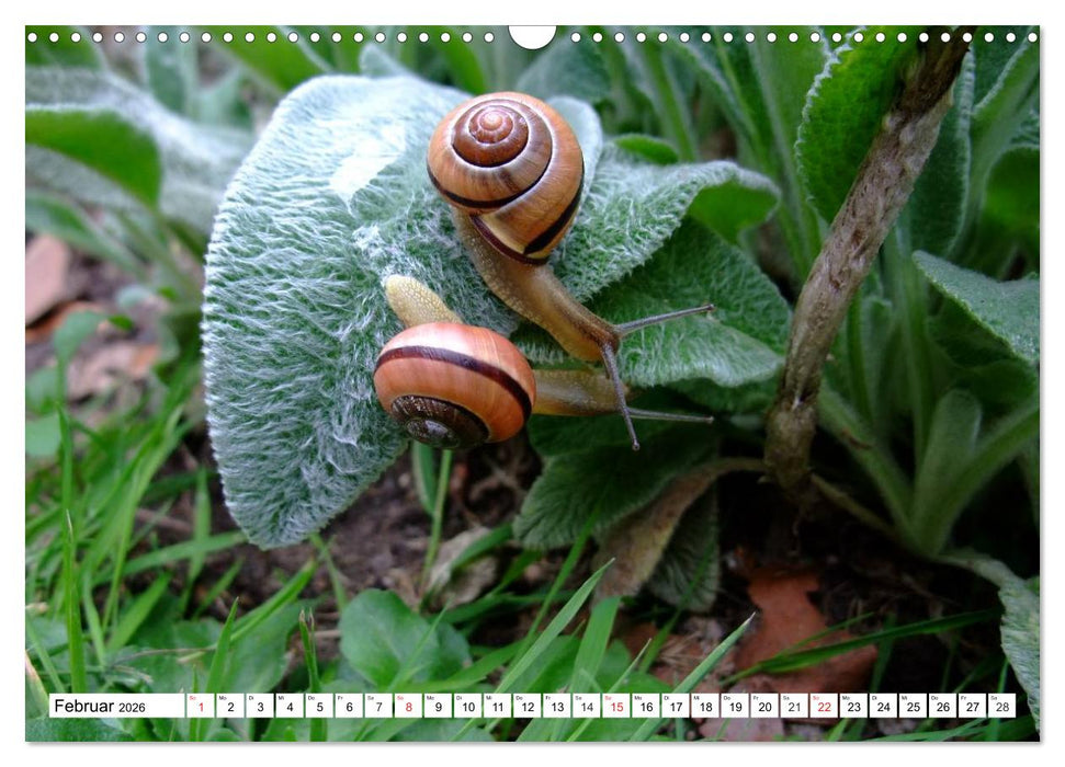 Meine Schnecken (CALVENDO Wandkalender 2026)
