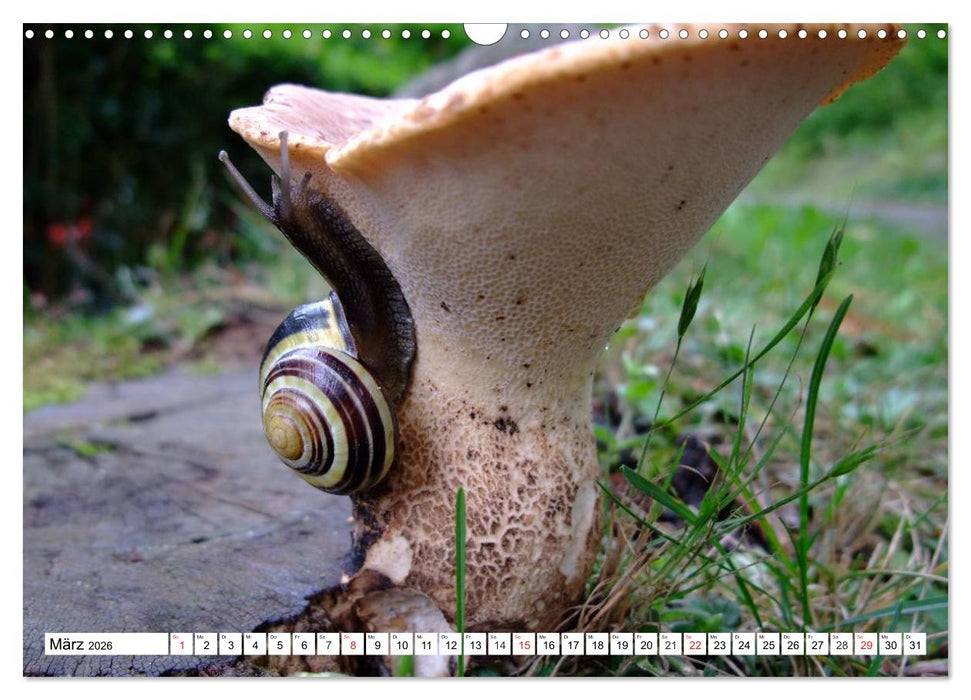 Meine Schnecken (CALVENDO Wandkalender 2026)