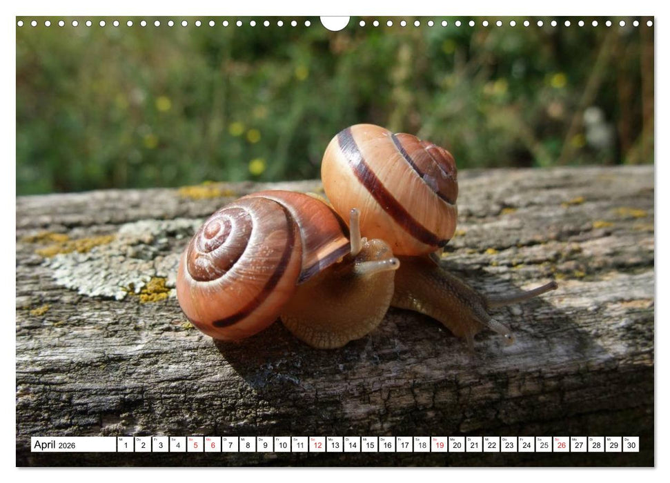 Meine Schnecken (CALVENDO Wandkalender 2026)