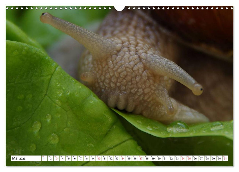 Meine Schnecken (CALVENDO Wandkalender 2026)