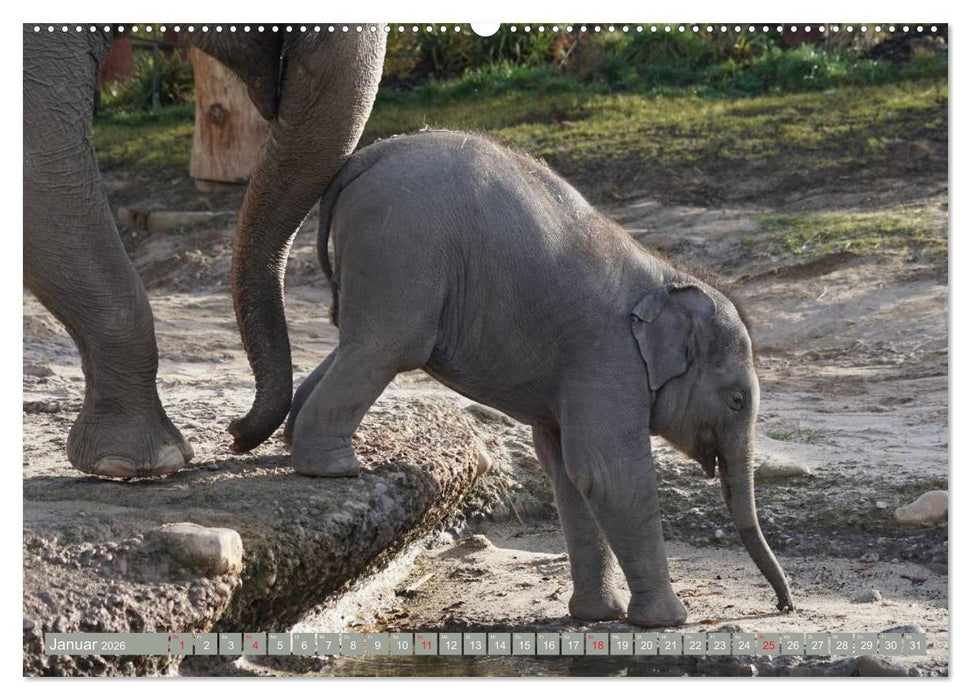 Asiatische und afrikanische Elefanten (CALVENDO Premium Wandkalender 2026)