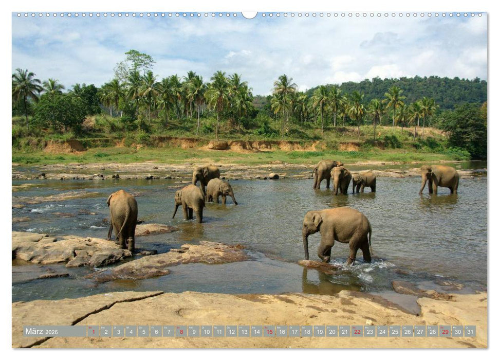 Asiatische und afrikanische Elefanten (CALVENDO Premium Wandkalender 2026)