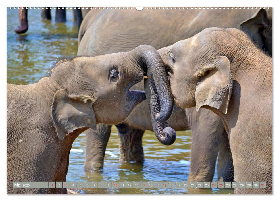 Asiatische und afrikanische Elefanten (CALVENDO Premium Wandkalender 2026)