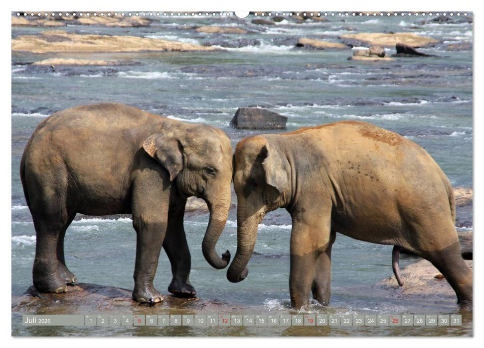 Asiatische und afrikanische Elefanten (CALVENDO Premium Wandkalender 2026)