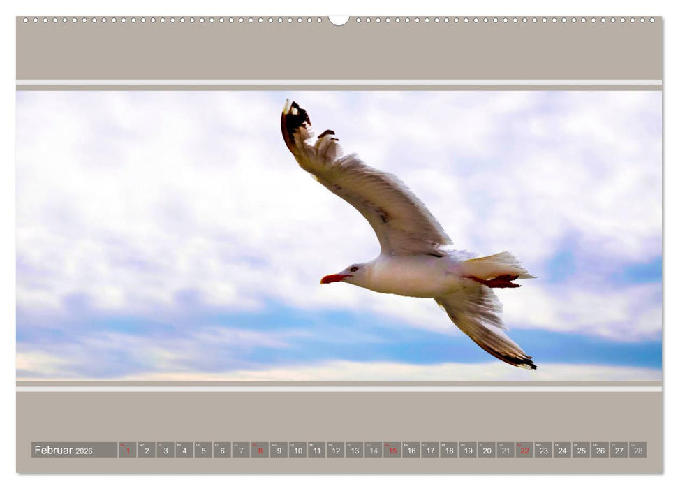 Strandblicke Borkum und Norderney (CALVENDO Premium Wandkalender 2026)