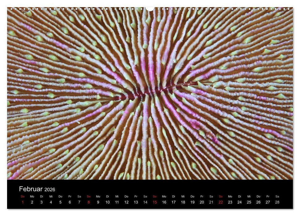 Magische Unterwasserwelten (CALVENDO Premium Wandkalender 2026)