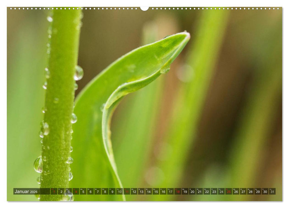 Feng Shui Farben - Element: Holz (CALVENDO Premium Wandkalender 2026)