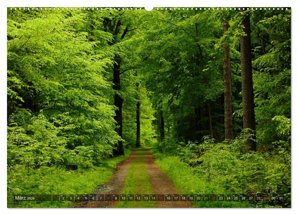Feng Shui Farben - Element: Holz (CALVENDO Premium Wandkalender 2026)