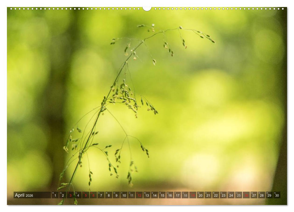 Feng Shui Farben - Element: Holz (CALVENDO Premium Wandkalender 2026)