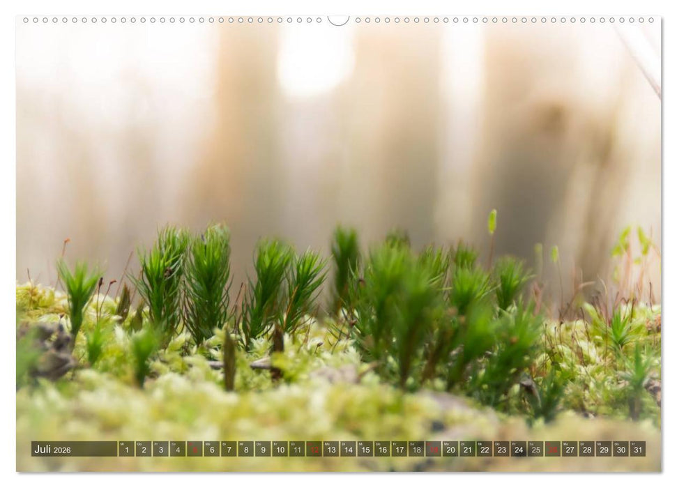 Feng Shui Farben - Element: Holz (CALVENDO Premium Wandkalender 2026)