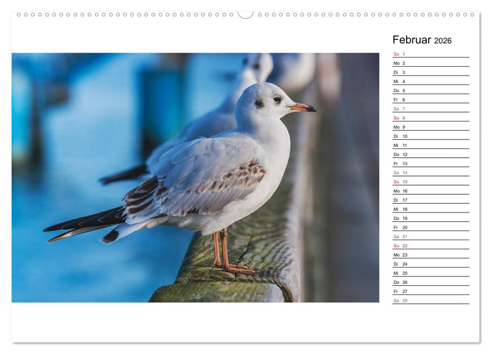 Ostseebad Binz – Zeit für Erholung (CALVENDO Wandkalender 2026)