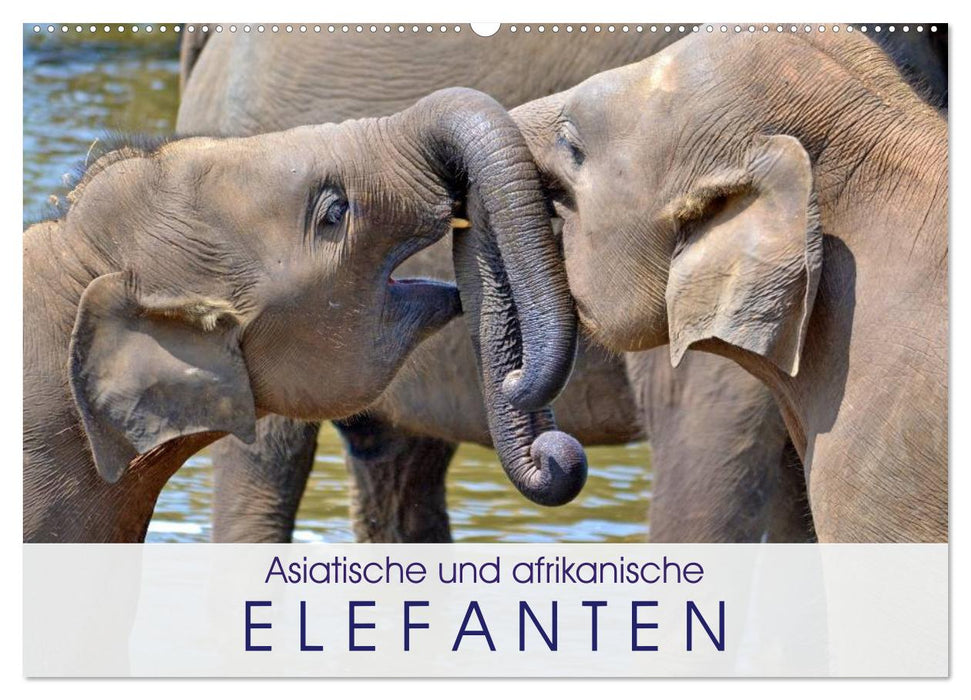 Asiatische und afrikanische Elefanten (CALVENDO Wandkalender 2026)