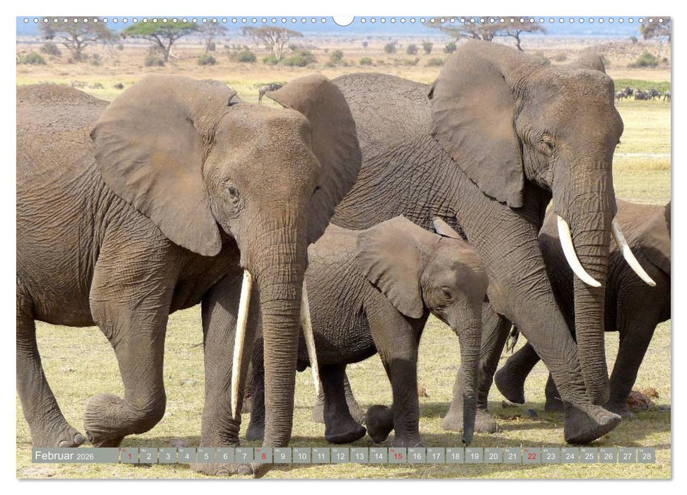 Asiatische und afrikanische Elefanten (CALVENDO Wandkalender 2026)