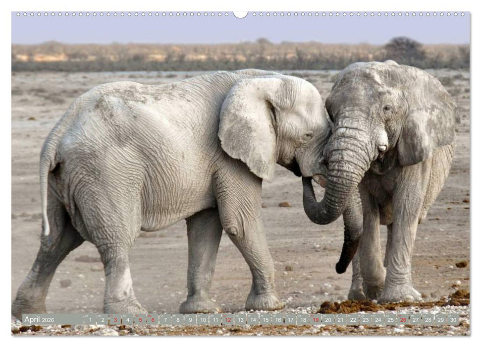 Asiatische und afrikanische Elefanten (CALVENDO Wandkalender 2026)