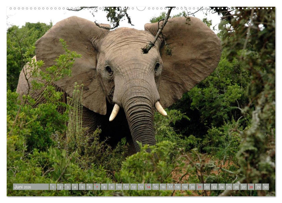 Asiatische und afrikanische Elefanten (CALVENDO Wandkalender 2026)