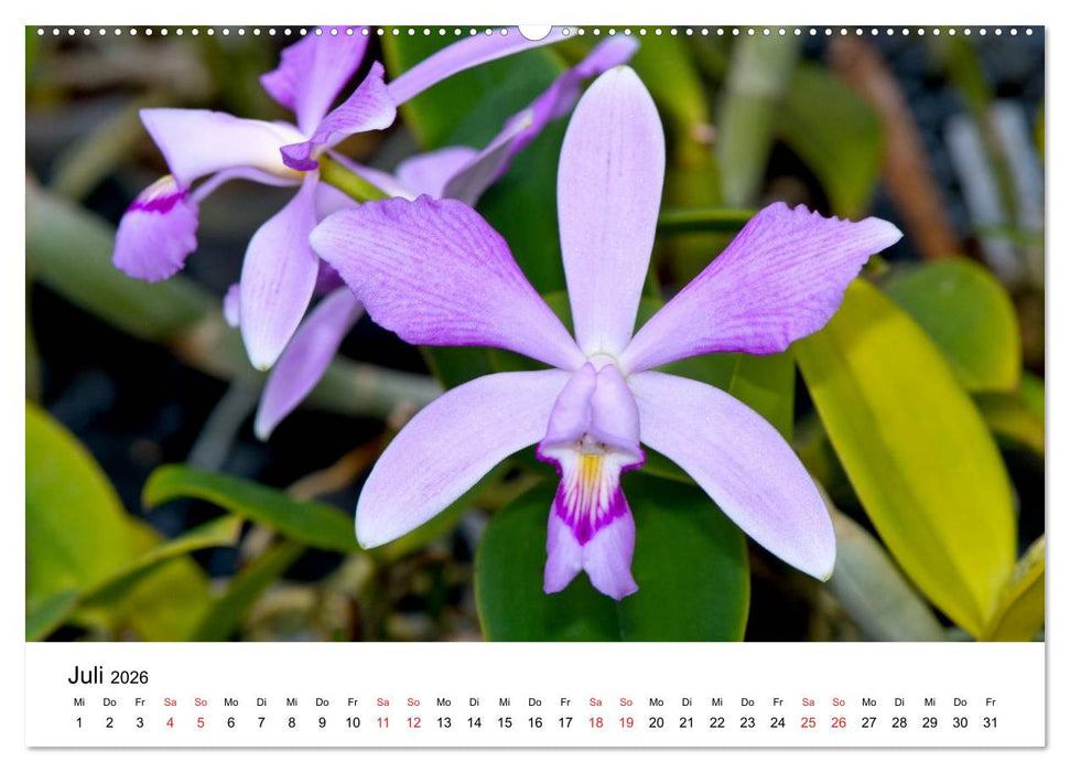 Vielfalt der Orchideen (CALVENDO Premium Wandkalender 2026)